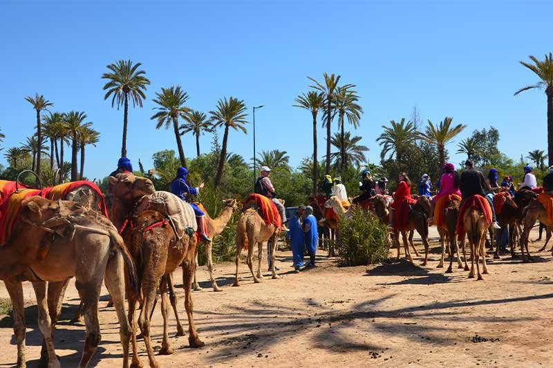 Camel Riding in Marrakesh